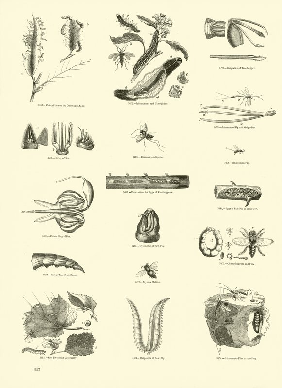 Pagina dal Museo Pittoresco della Natura Animata da English School