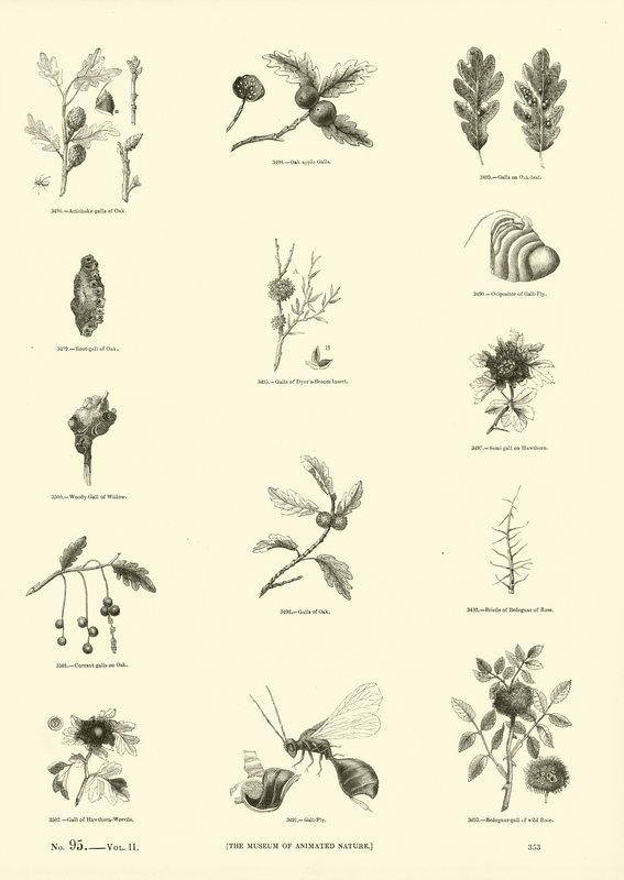 Pagina dal Museo Pittoresco della Natura Animata da English School