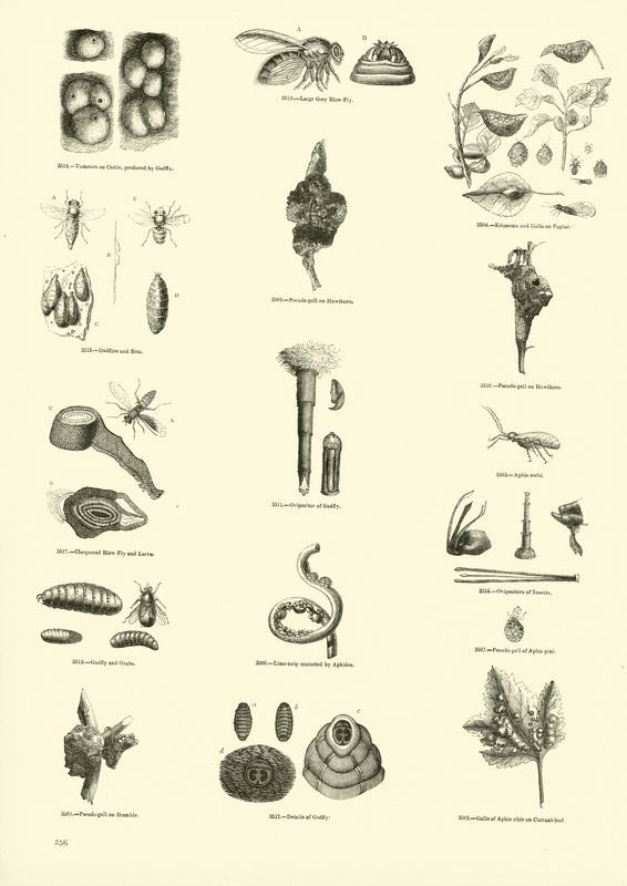 Pagina dal Museo Illustrato della Natura Animata da English School