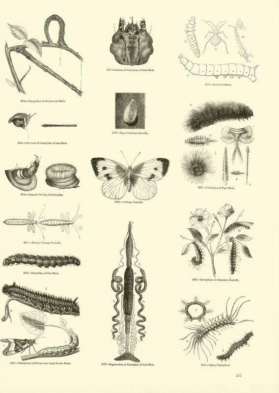 Pagina dal Museo Illustrato della Natura Animata da English School
