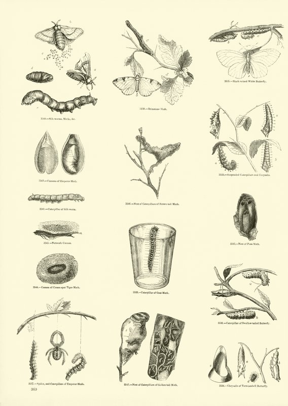 Pagina dal Museo Illustrato della Natura Animata da English School