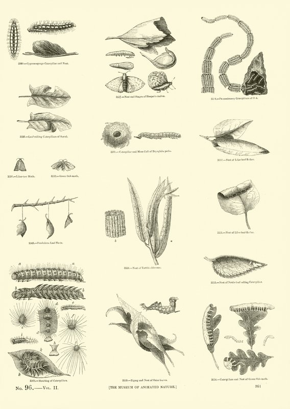 Pagina dal Museo Illustrato della Natura Animata da English School