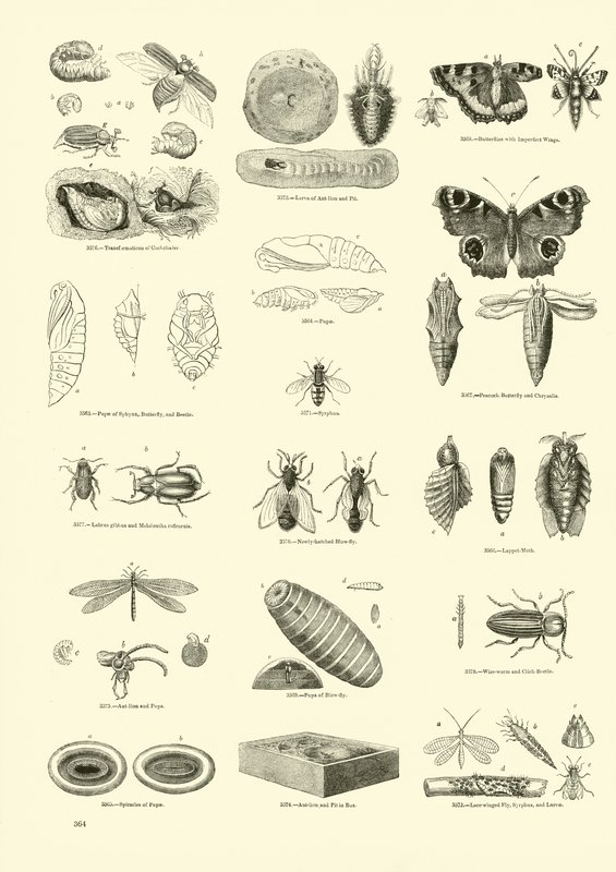 Pagina dal Museo Illustrato della Natura Animata da English School