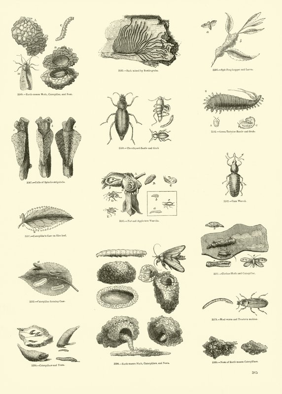 Pagina dal Museo Illustrato della Natura Animata da English School