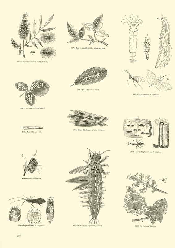 Pagina dal Museo Illustrato della Natura Animata da English School
