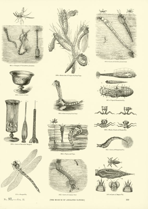 Pagina dal Museo Illustrato della Natura Animata da English School