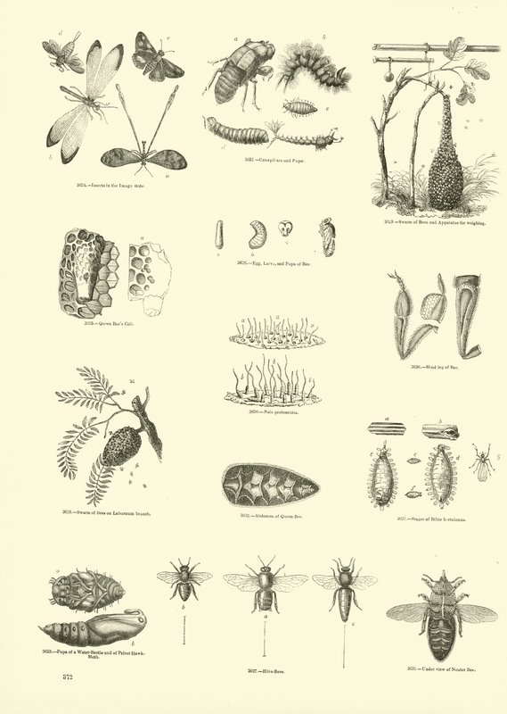 Pagina dal Museo Illustrato della Natura Animata da English School