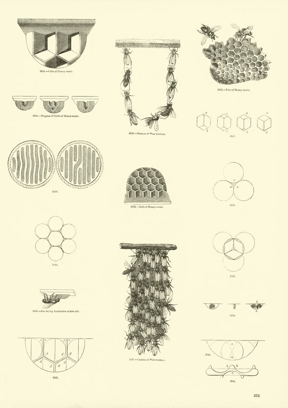 Pagina dal Museo Illustrato della Natura Animata da English School