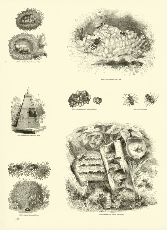 Pagina dal Museo Illustrato della Natura Animata da English School