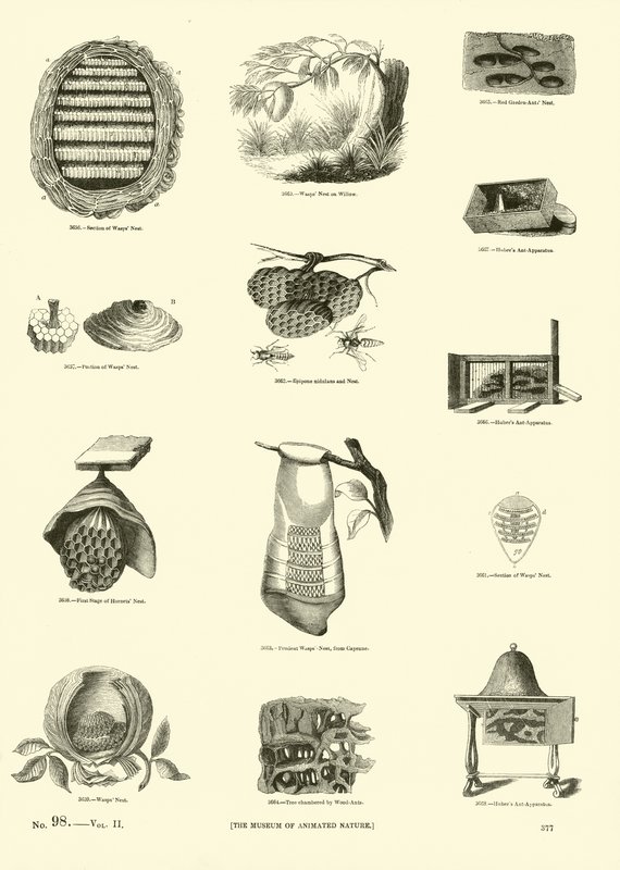 Pagina dal Museo Illustrato della Natura Animata da English School