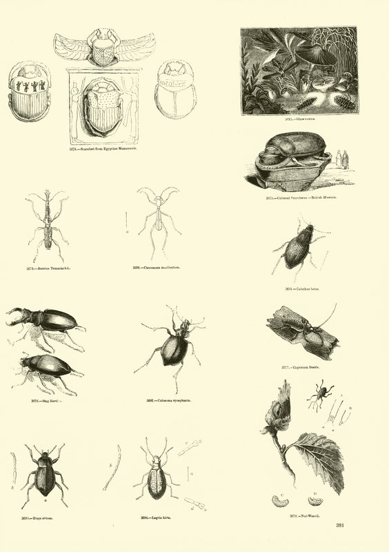 Pagina dal Museo Illustrato della Natura Animata da English School