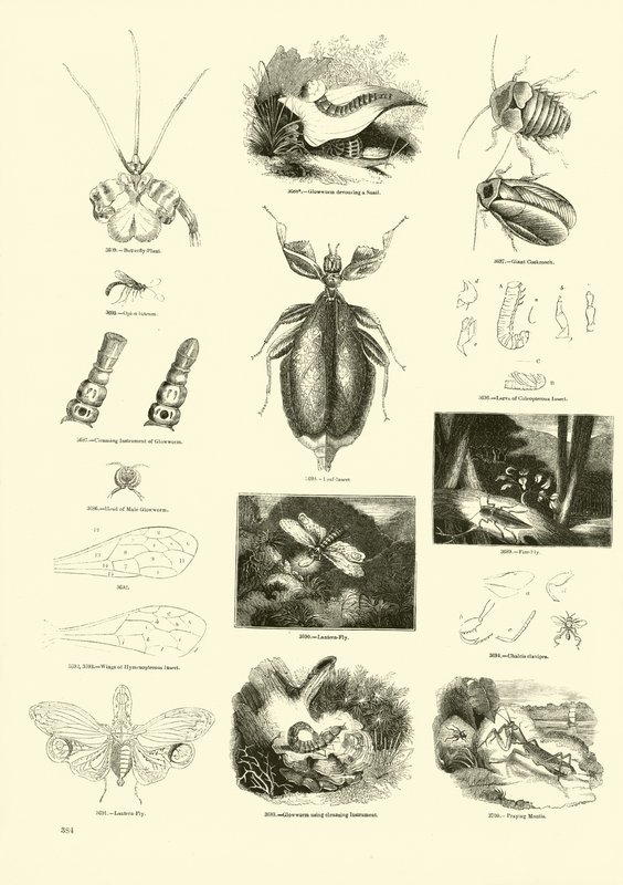 Pagina dal Museo Illustrato della Natura Animata da English School