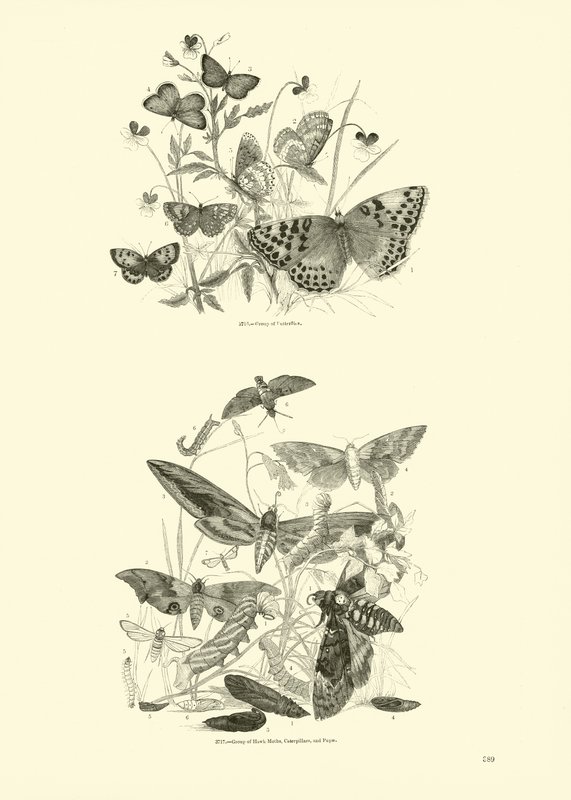 Pagina dal Museo Illustrato della Natura Animata da English School