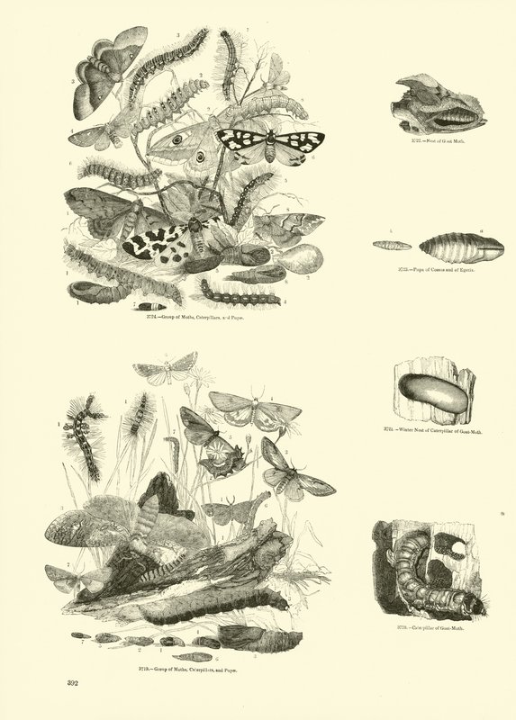Pagina dal Museo Illustrato della Natura Animata da English School