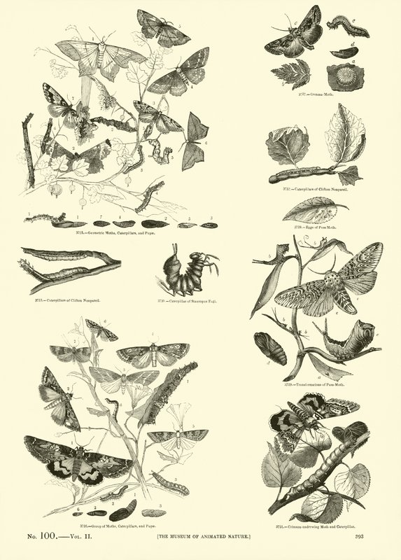 Pagina dal Museo Illustrato della Natura Animata da English School