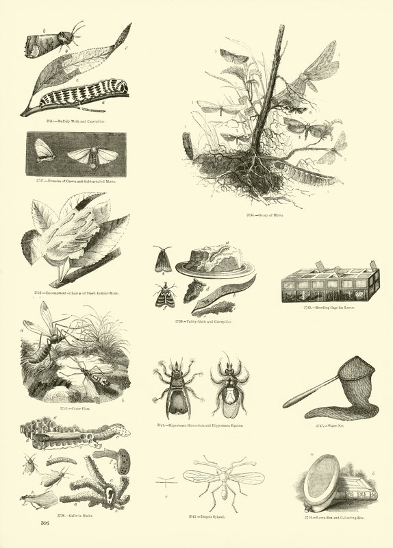 Pagina dal Museo Illustrato della Natura Animata da English School