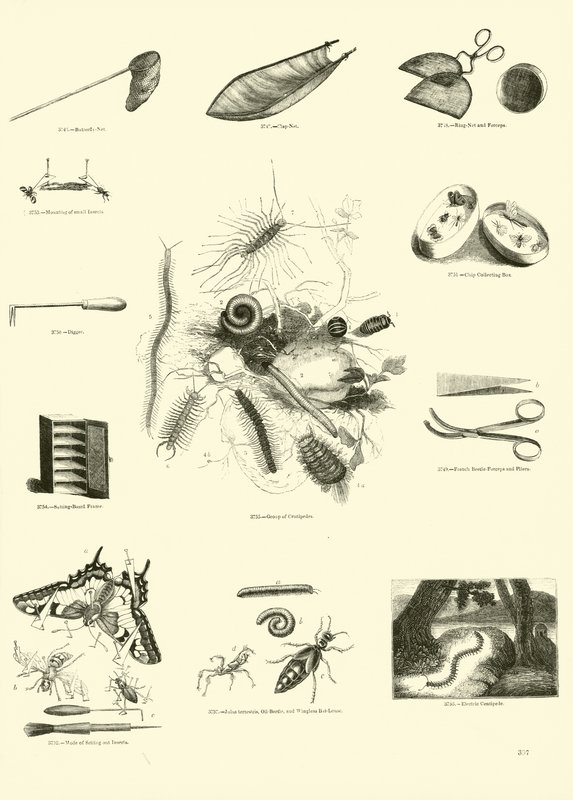 Pagina dal Museo Illustrato della Natura Animata da English School