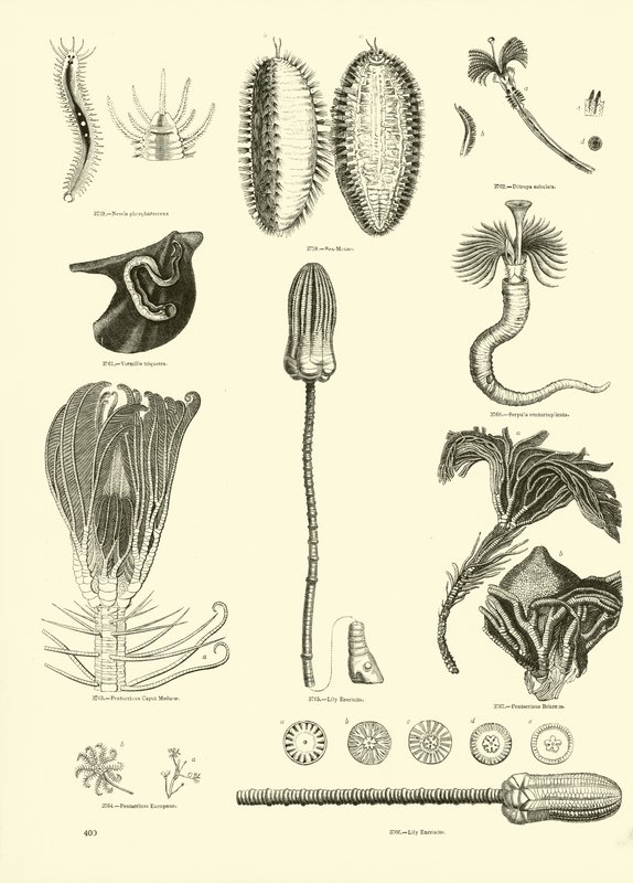 Pagina dal Museo Illustrato della Natura Animata da English School