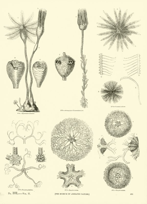 Pagina dal Museo Illustrato della Natura Animata da English School