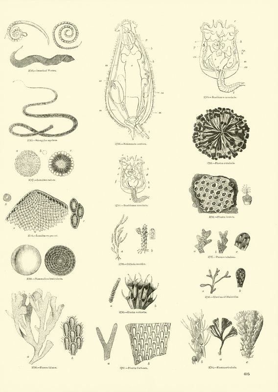 Pagina dal Museo Illustrato della Natura Animata da English School