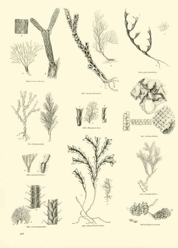 Pagina dal Museo Illustrato della Natura Animata da English School