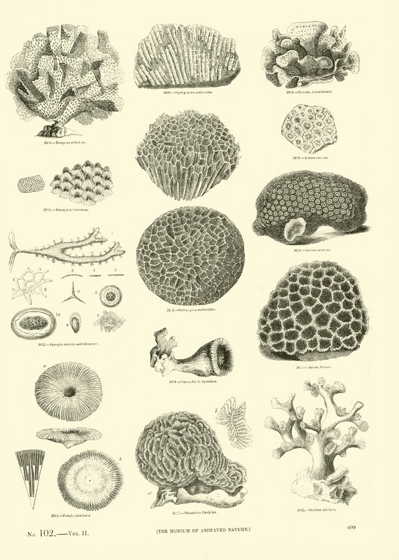 Pagina dal Museo Illustrato della Natura Animata da English School