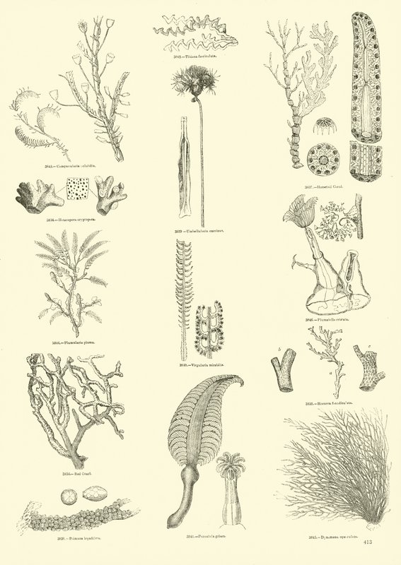 Pagina dal Museo Illustrato della Natura Animata da English School
