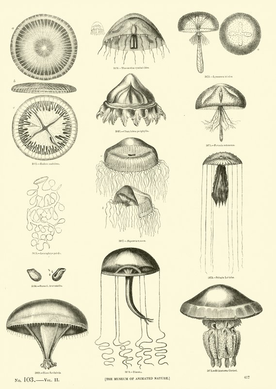 Pagina dal Museo Illustrato della Natura Animata da English School
