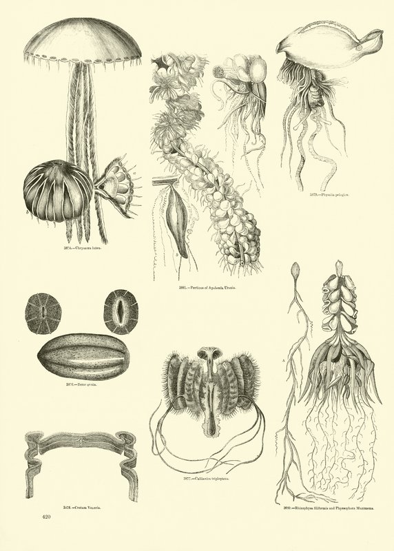 Pagina dal Museo Illustrato della Natura Animata da English School