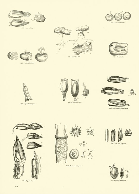 Pagina dal Museo Illustrato della Natura Animata da English School