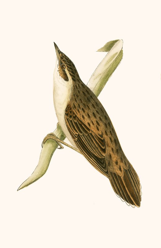 Locustella di Pallas, illustrazione da 