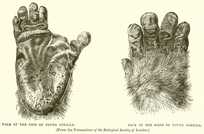 Palmo del piede di giovane gorilla. Dorso della mano di giovane gorilla da English School