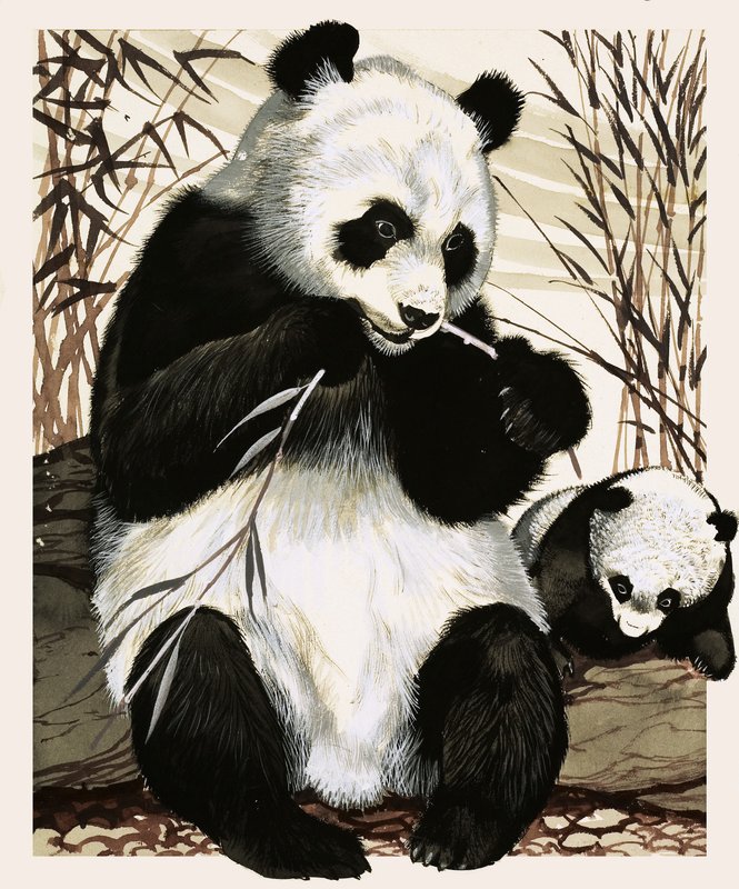 Panda e cucciolo da English School