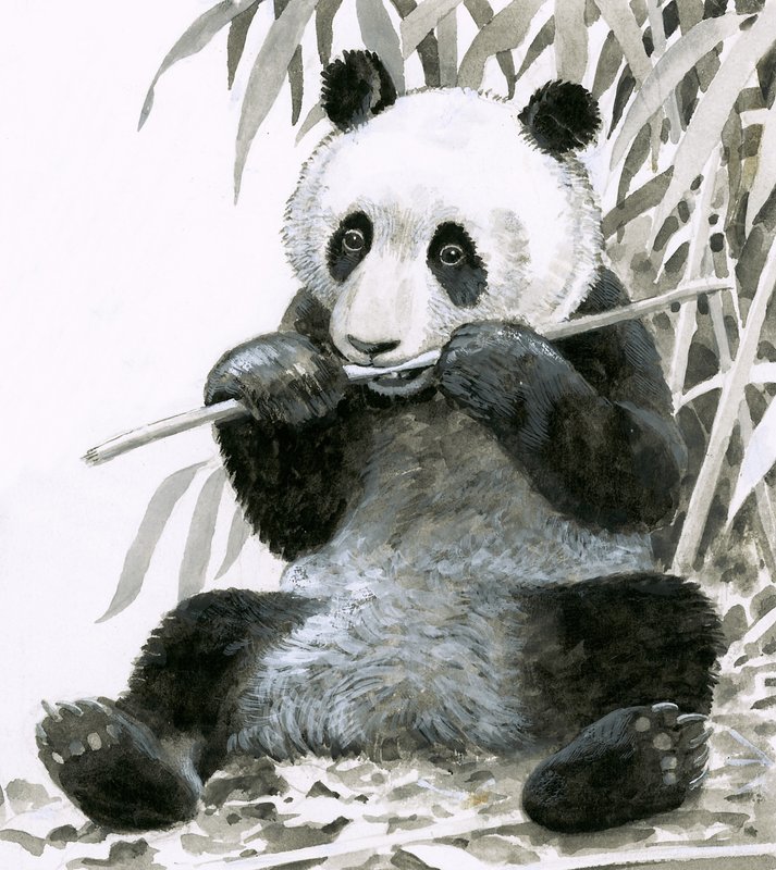 Panda che mastica bambù da English School