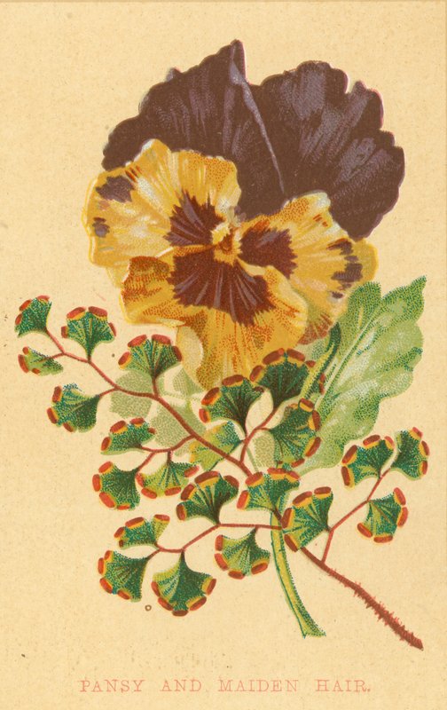 Viola del pensiero e capelvenere da English School