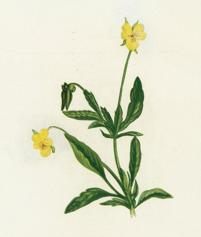 Viola del pensiero da English School
