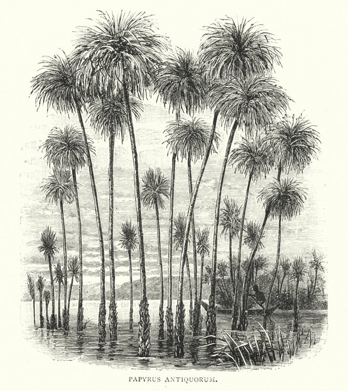 Papyrus Antiquorum da English School