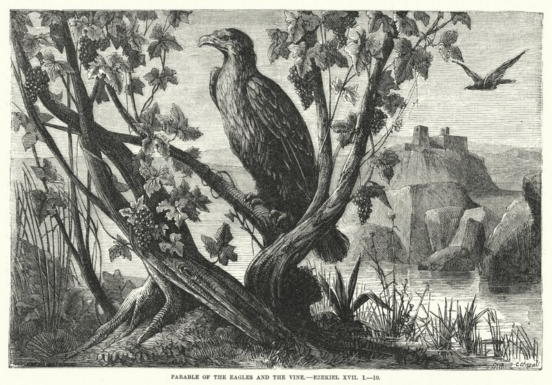 Parabola delle aquile e della vite, Ezechiele XVII da English School