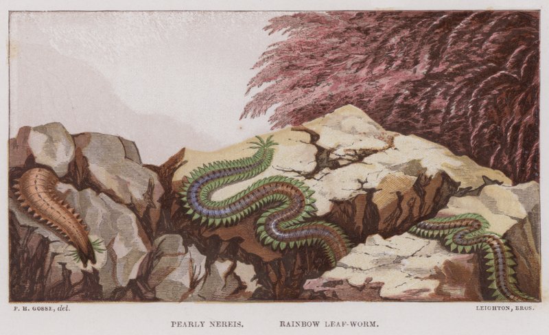 Nereide perlata, Verme foglia arcobaleno (litografia a colori) da English School