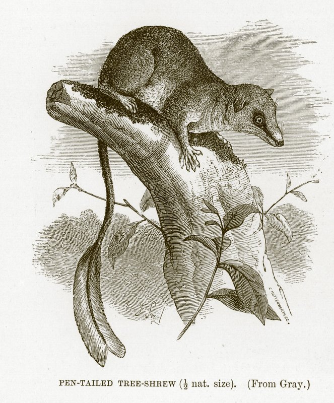 Tupaia dalla coda a penna, illustrazione da The Royal Natural History da English School
