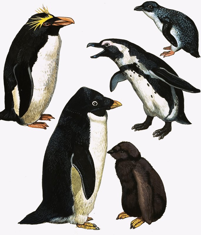 Pinguini da English School