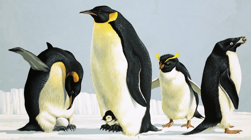 Pinguini da English School
