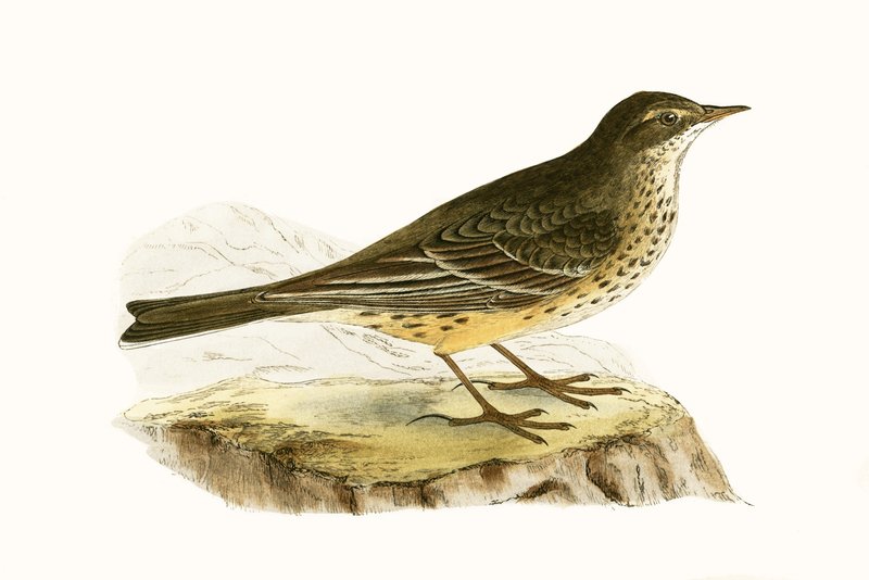 Pipit della Pennsylvania, illustrazione da 