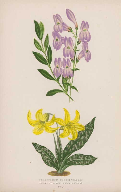 Pentstemon Crassifolium; Erythronium Americanum (litografia a colori) da English School