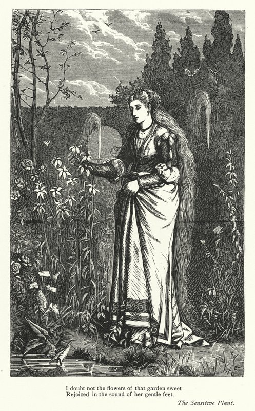 Percy Bysshe Shelley: Illustrazione per La Pianta Sensibile (incisione) da English School