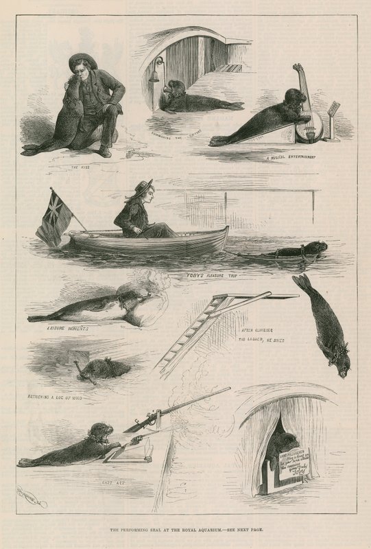 Foca esibizionista al Royal Aquarium da English School