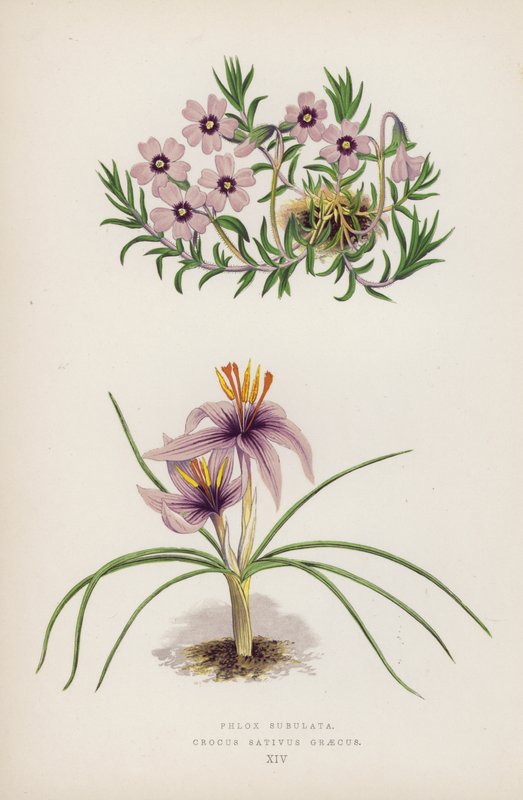 Phlox Subulata; Crocus Sativus Graecus (litografia a colori) da English School