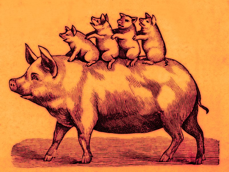 Maiale con i suoi maialini, illustrazione da Coles Funny Picture Book da English School