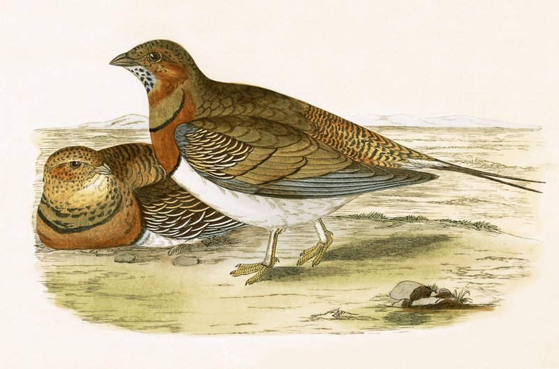 Ganga codarossa, illustrazione da 