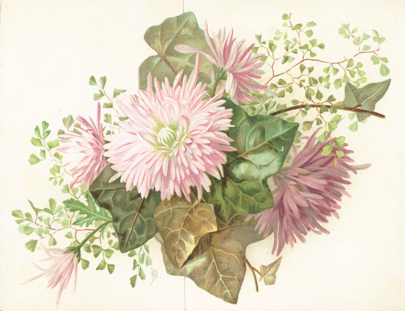 Fiori rosa (Dalia) da English School